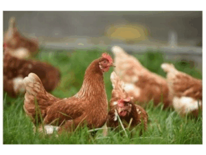 Riells dissenys web Ple Ordinari Crònica